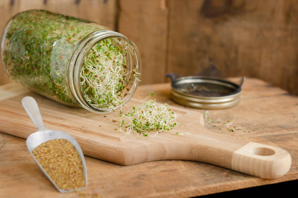 Homegrown Alfalfa Sprouts Horizontal with Copy Space stock photo