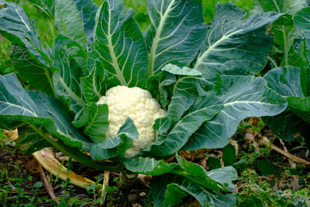 Homegrown cauliflower stock photo
