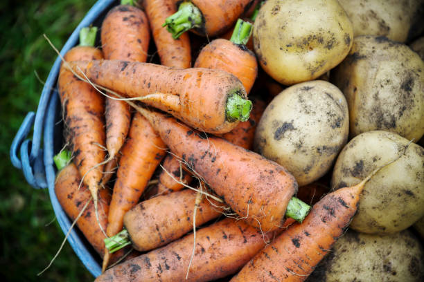 Homegrown fresh harvest of garden carrots and potatoes stock photo