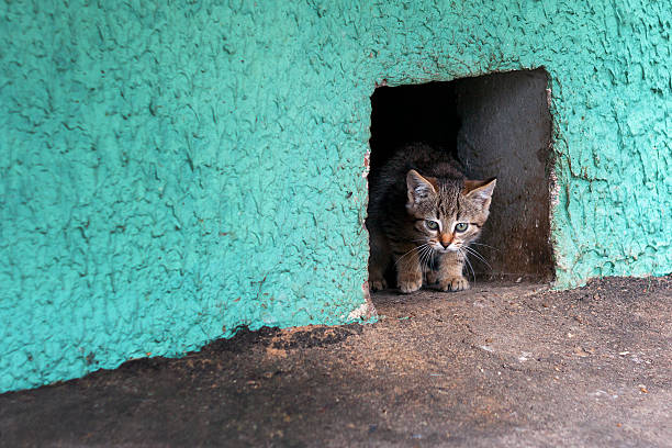 Homeless kitten cat looking from a cellar hole. stock photo