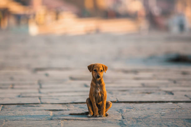 Homeless puppy dog sitting alone in the middle of the street. stock photo