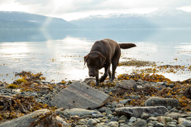 Hond geniet tijdens zonsondergang aan een idyllisch stukje natuur in Noorwegen aan een heldere fjord stock photo