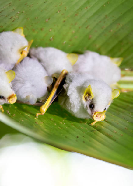Honduran White Bats in a green leaf stock photo