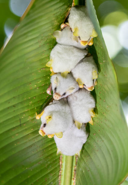Honduran White Bats stock photo