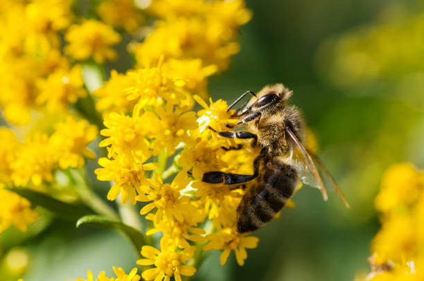 Honey bee collecting pollen from yellow flowers stock photo