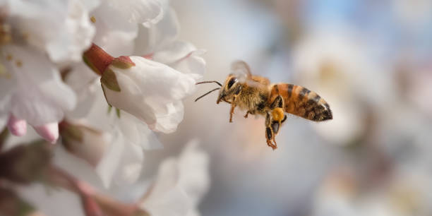 A Honey bee flies towards some Springtime Blossom stock photo