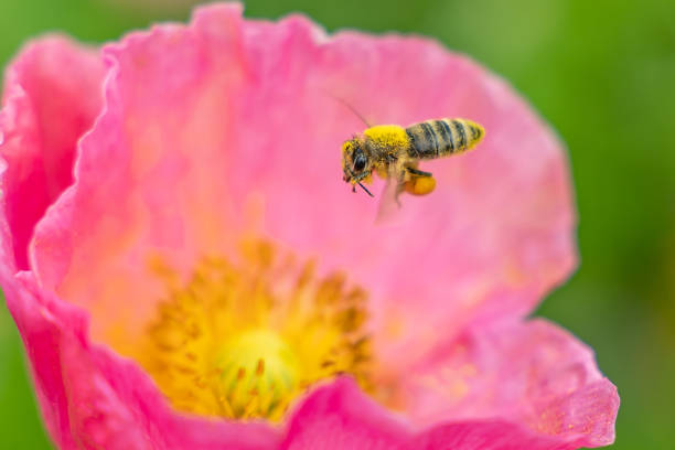 Honey Bee Flying stock photo