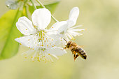 istock Honey Bee Flying to Cherry Blossom 1325776123