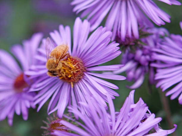 Honey bee gathering nectar on purple flower stock photo