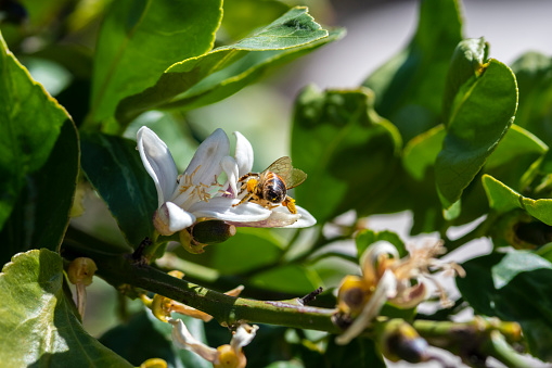 A honey bee gathers pollen from a flower of a lemon tree.  Small, newly emerged fruit, is visible in the image.