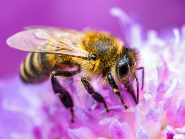 Honey Bee Insect Pollinating Clover Flower Honey Bee Insect Pollinating Clover Flower bee on flower small image stock pictures, royalty-free photos & images