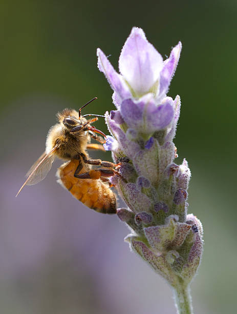 Honey Bee on Lavender stock photo