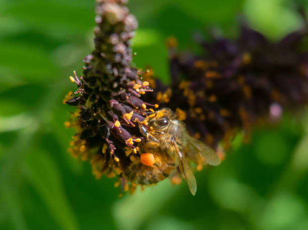 Honey bee on sumac flowers stock photo