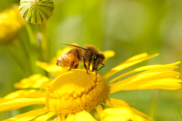 Honey bee on yellow flower stock photo