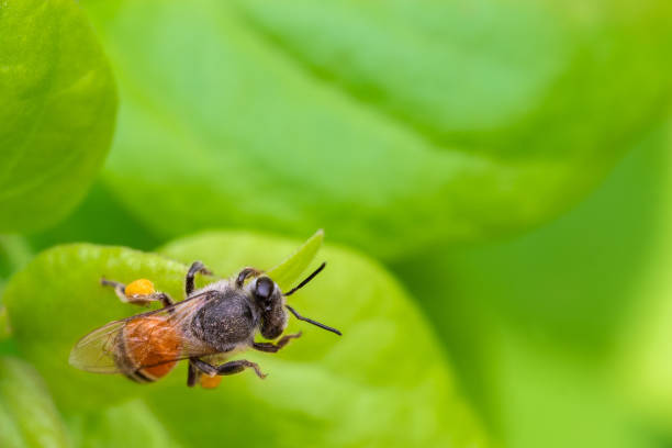 Honey bee sleeping on a leaf stock photo