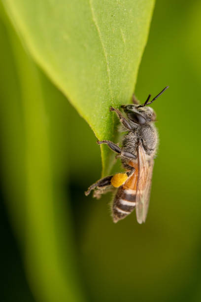 Honey bee sleeping on a leaf stock photo