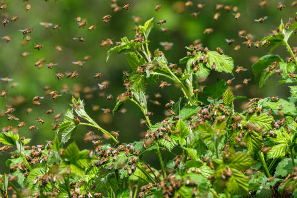 Honey Bee Swarm on Wild Blackberry Bushes in Oregon stock photo