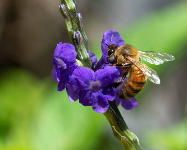 Honey Bee with Head in Flower stock photo