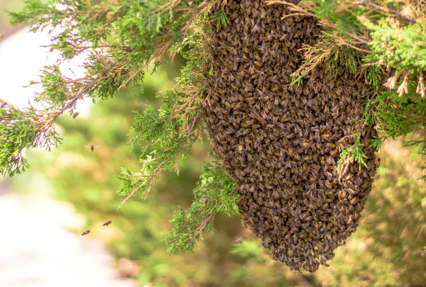 Honey Bees Hive of Honey Bees swarm of insects stock pictures, royalty-free photos & images