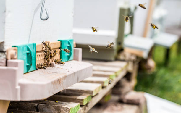 honey bees stock photo