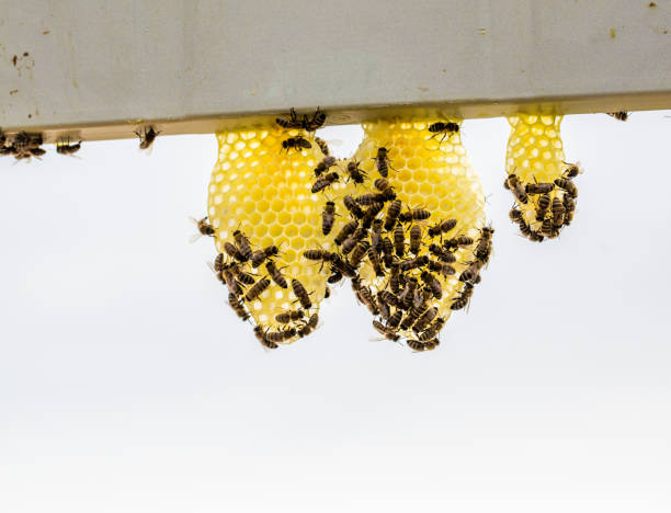 honey bees stock photo