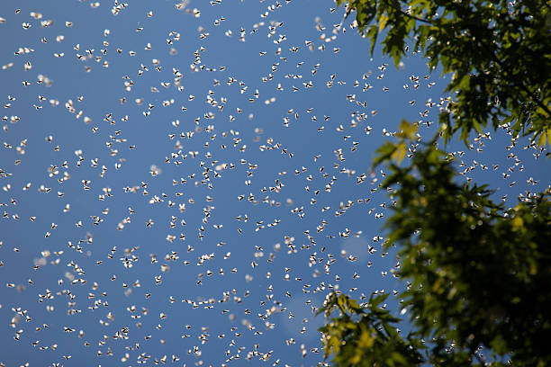 Honey Bees swarm Colony of Honey Bees (Apis mellifera) Swarming on blue sky swarm of insects stock pictures, royalty-free photos & images