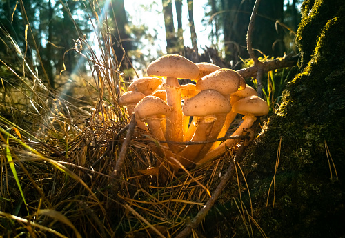 honey mushrooms in the autumn forest. close-up. beautiful edible mushrooms in the autumn forest in sunlight