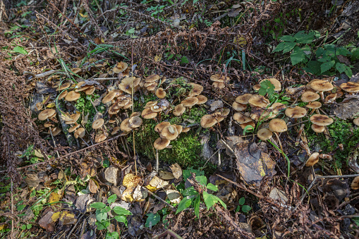 Honey mushrooms grow in the autumn forest