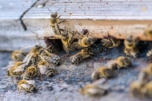 Honeybees flying around beehive - close up stock photo