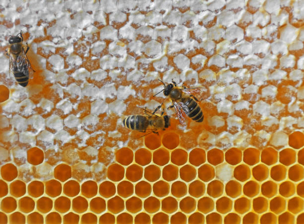 Honeybees on comb honey background stock photo