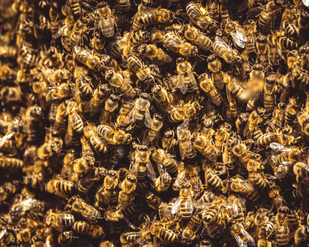 Honeybees swarm around their Queen Honeybees swarm around their Queen as she left a beehive. swarm of insects stock pictures, royalty-free photos & images
