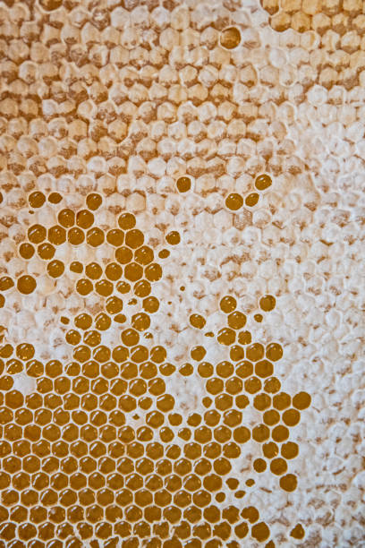 Honeycomb filled with honey. Beekeeping concept. stock photo