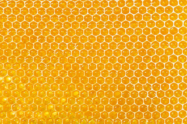 honeycombs filled with honey stock photo