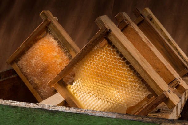 honeycombs with honey stock photo
