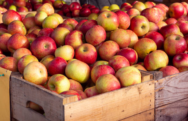 Honey-crisp apples at a local outdoor market stock photo