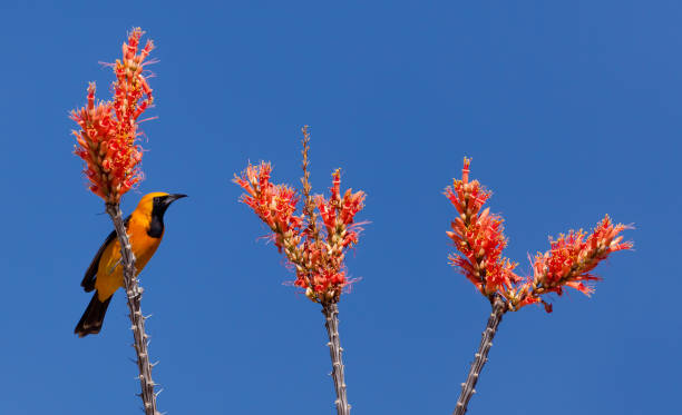 Hooded Oriole with Ocotillo Blooms stock photo