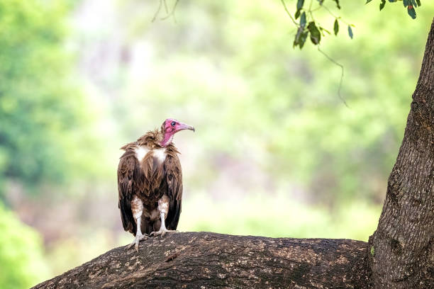 Hooded vulture stock photo