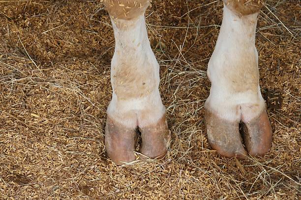 Hoof feet cow animal leg stock pictures, royalty-free photos & images
