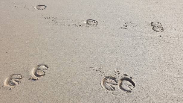 Hoofprints in the sand Prints of horse's hooves in sand horse hoof prints stock pictures, royalty-free photos & images
