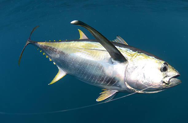 hooked yellow fin tuna fish underwater stock photo