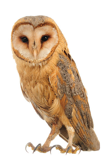 Hoot is what a barn owl says  stock photo