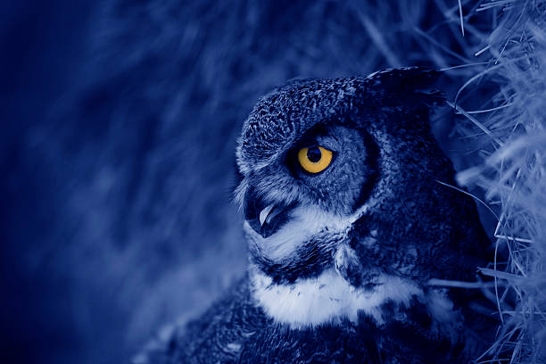 Hooting owl at night stock photo
