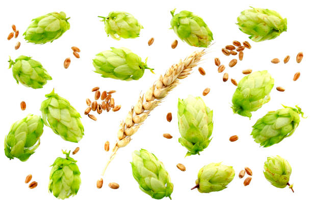 hop cones with ears of wheat isolated on white background with copy space for your text. top view. flat lay. set of hop cones, ears and grains of wheat on a white background. - beer hop imagens e fotografias de stock