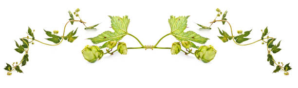 Hop or Humulus. Collage stock photo