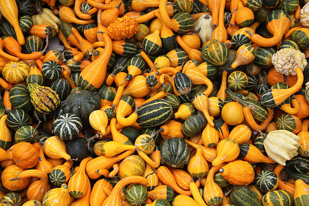 Horizontal Many Gourds stock photo