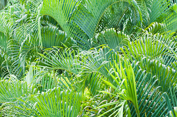 Horizontal palm branches stock photo