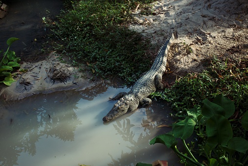 Photo of the alligator entering in the water in the jungle. Animal, wildlife themes. Danger, wildlife, safari concept.