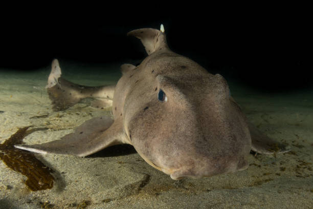 Horn Shark Close up. A shark at Veterans Park Redondo Beach, Ca horned stock pictures, royalty-free photos & images