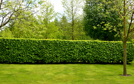 hornbeam green hedge in spring lush leaves let in light trunks and larger branches can be seen natural separation of the garden from the surroundings can withstand drought, carpinus betulus