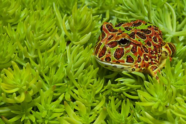 Horned Frog stock photo